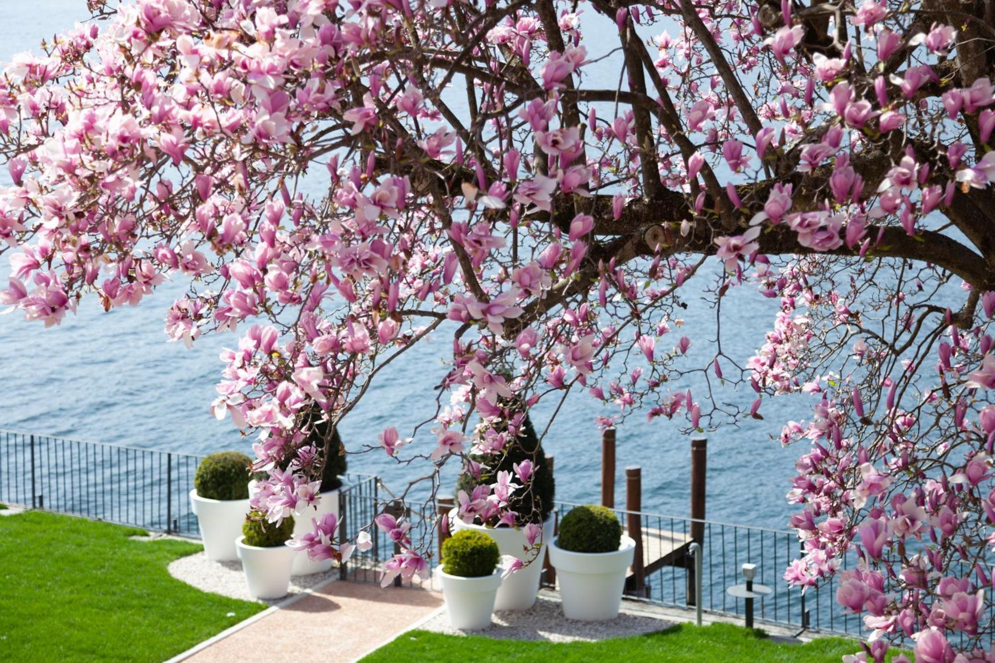Bifora65 Flats And Garden - Lakeview Daire Orta San Giulio Dış mekan fotoğraf